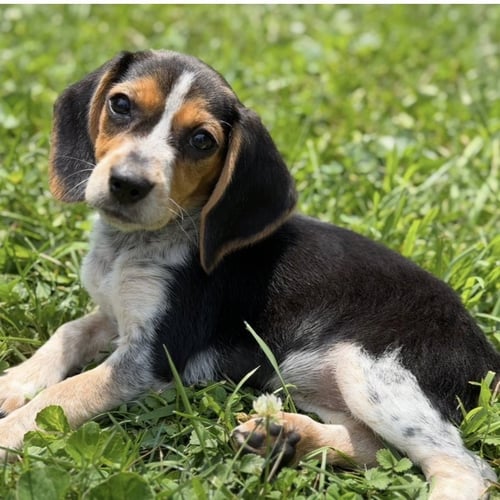 COCOA 2026 - Beagle available for adoption