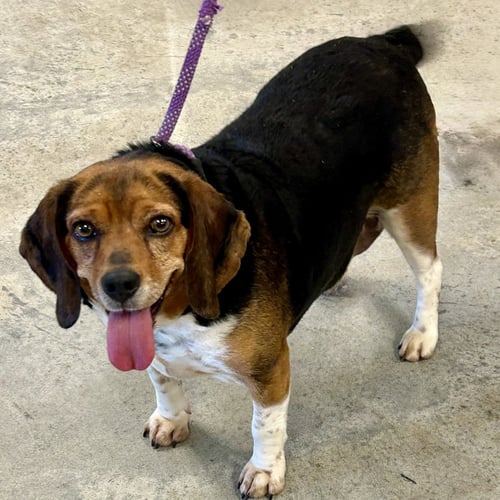 MARCY - Beagle / Basset Hound for adoption in Cincinnati