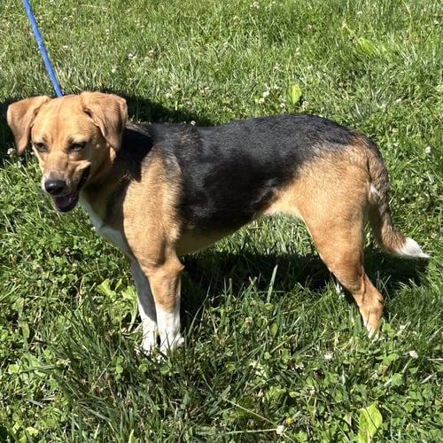 JENN - Beagle available for adoption
