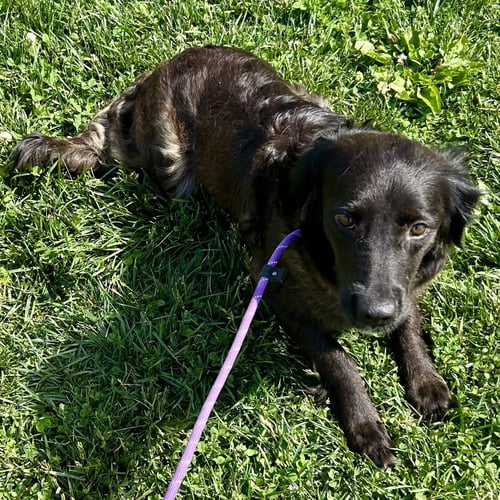 ZIGGY 2026 - Golden Retriever available for adoption