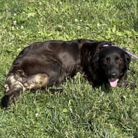 Ziggy 2026 - Photo 2