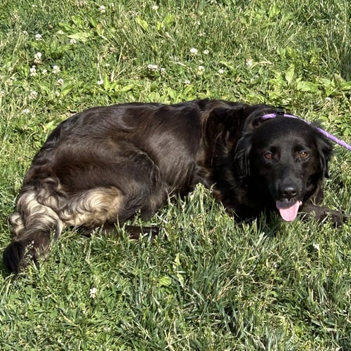 ZIGGY 2026 - Golden Retriever available for adoption