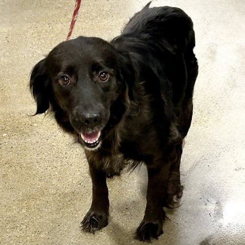 ZIGGY 2026 - Golden Retriever for adoption in Cincinnati