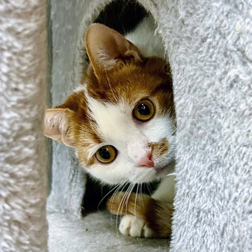 LOKI 2026 - Domestic Short Hair / Extra-Toes Cat (Hemingway Polydactyl) available for adoption