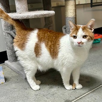 LOKI 2026 - Domestic Short Hair / Extra-Toes Cat (Hemingway Polydactyl) available for adoption