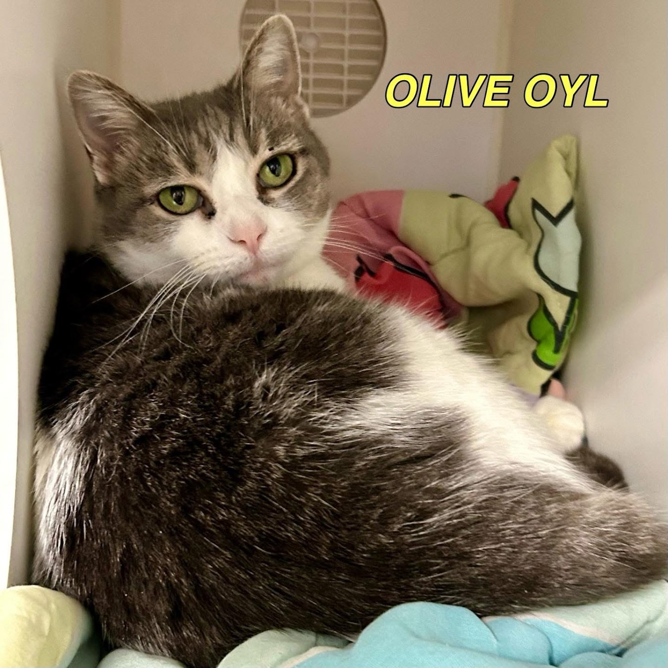 OLIVE OYL - Domestic Short Hair / Tabby available for adoption