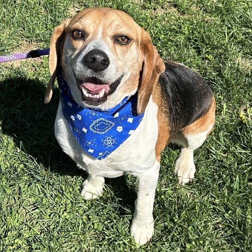 GATOR - Beagle available for adoption