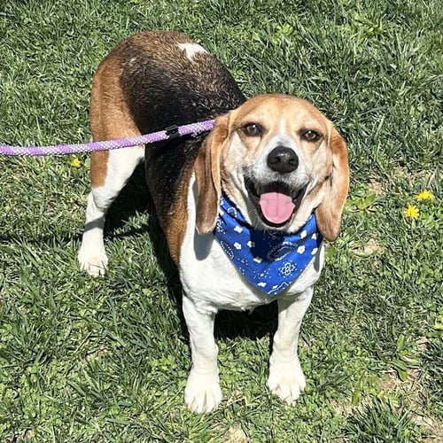 GATOR - Beagle available for adoption