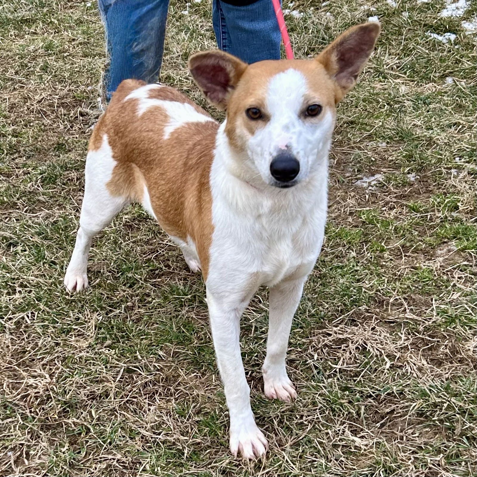 HATTIE 2026 - Jack Russell Terrier / Red Heeler available for adoption
