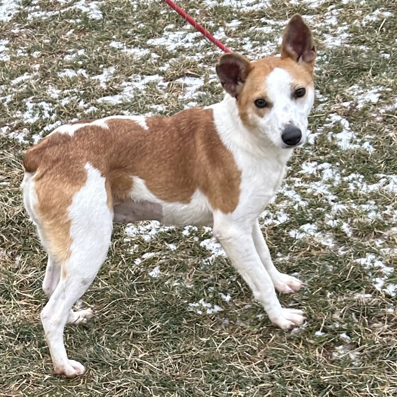 HATTIE 2026 - Jack Russell Terrier / Red Heeler available for adoption