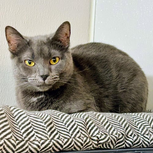 BUTTERBEAN - Domestic Short Hair / Russian Blue available for adoption