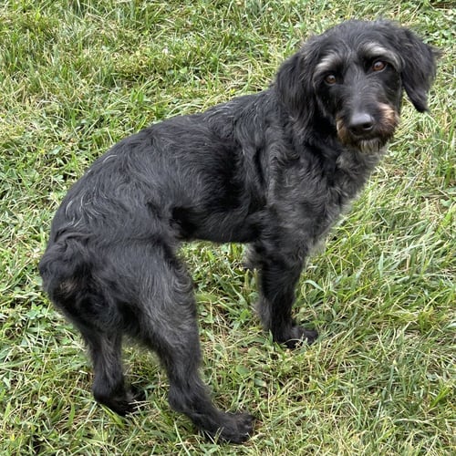 CHARCOAL - Schnauzer / Poodle (unknown type) available for adoption