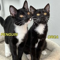Penguin 2026 - Photo 2