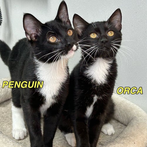 PENGUIN 2026 - Tuxedo available for adoption
