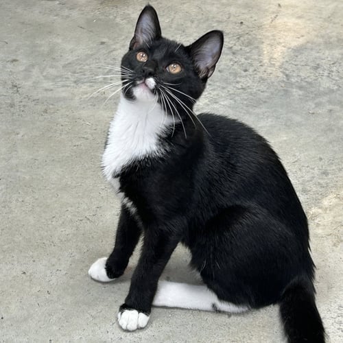 PENGUIN 2026 - Tuxedo available for adoption