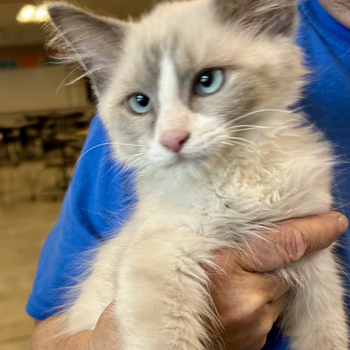 YUKI - Snowshoe / Siamese available for adoption