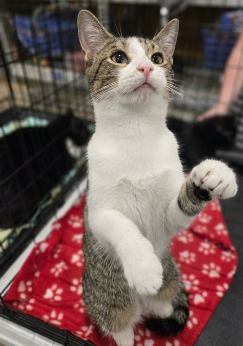 DELTA - Domestic Short Hair available for adoption