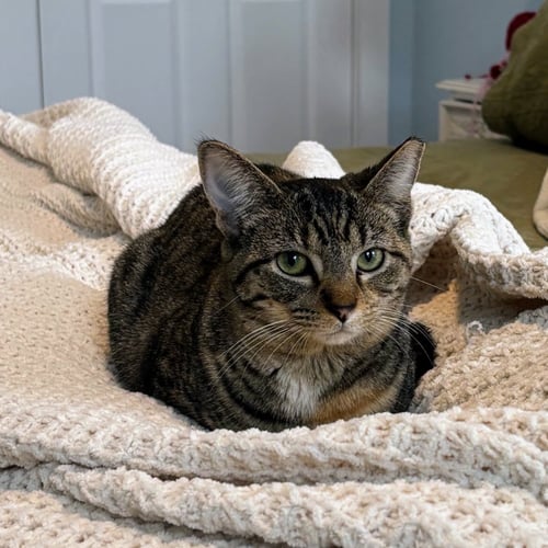 LIAH - Domestic Short Hair available for adoption