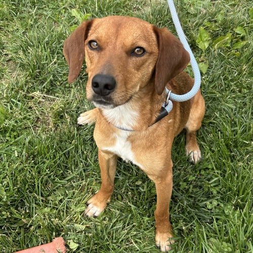 WILLS 2026 - Beagle / Dachshund for adoption in Cincinnati