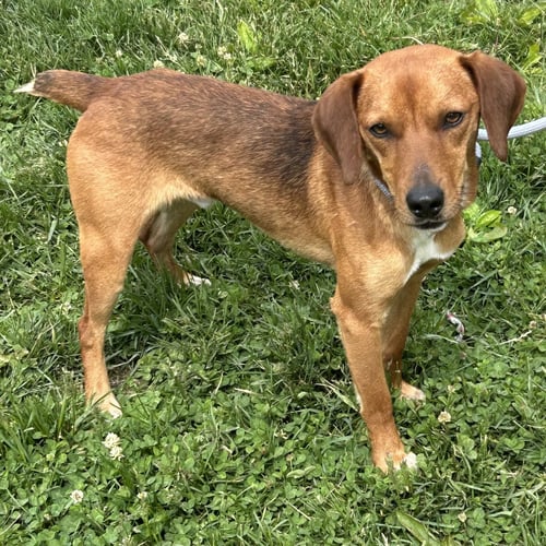 WILLS 2026 - Beagle / Dachshund available for adoption