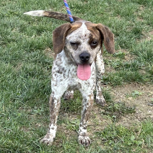 FRECKLES 2026 - Australian Cattle Dog/Blue Heeler / Chihuahua available for adoption