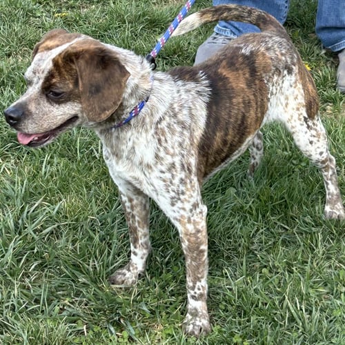 FRECKLES 2026 - Australian Cattle Dog/Blue Heeler / Chihuahua available for adoption