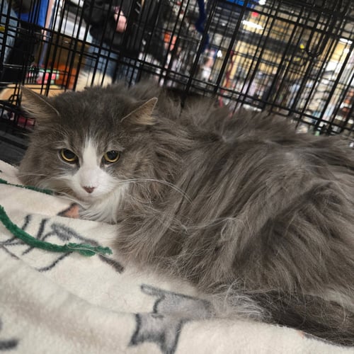 GERTI - Domestic Long Hair available for adoption