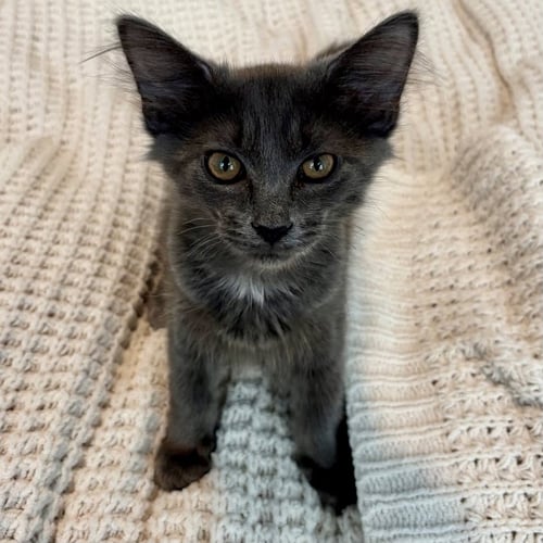 SMOKEY 2026 - Domestic Medium Hair available for adoption