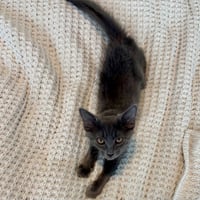 Smokey 2026 - Photo 2