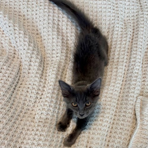 SMOKEY 2026 - Domestic Medium Hair available for adoption