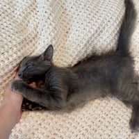 Smokey 2026 - Photo 3