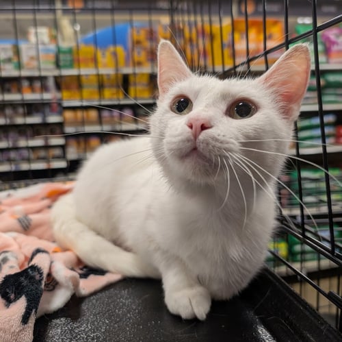 DUCHESS - Domestic Short Hair available for adoption