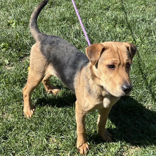 HOSS - Beagle / Shar Pei for adoption in Cincinnati