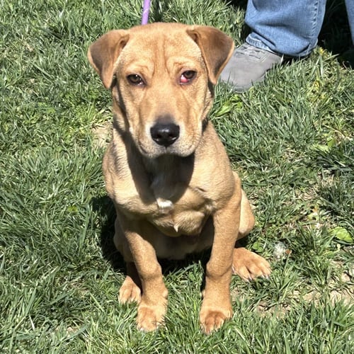 HOSS - Beagle / Shar Pei available for adoption