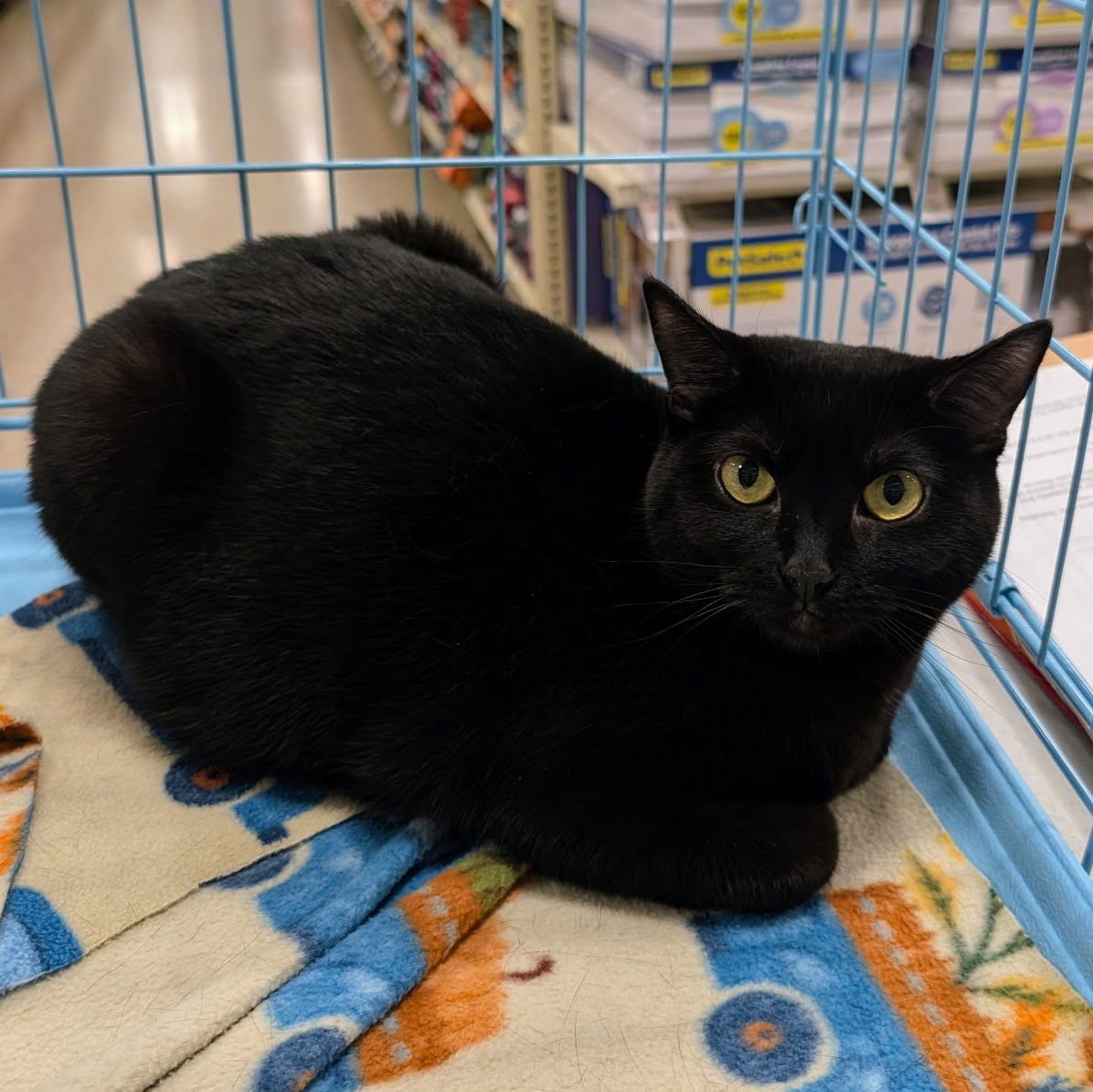 CLARABELLE - Domestic Short Hair available for adoption