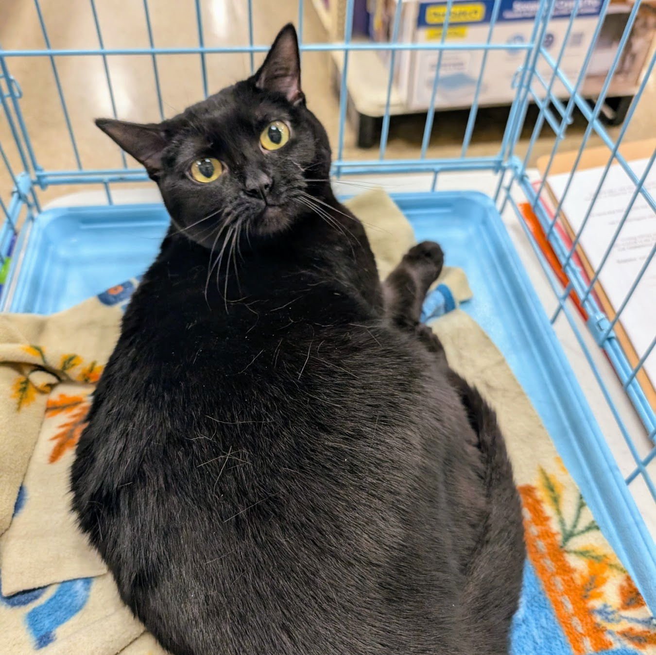 CLARABELLE - Domestic Short Hair available for adoption