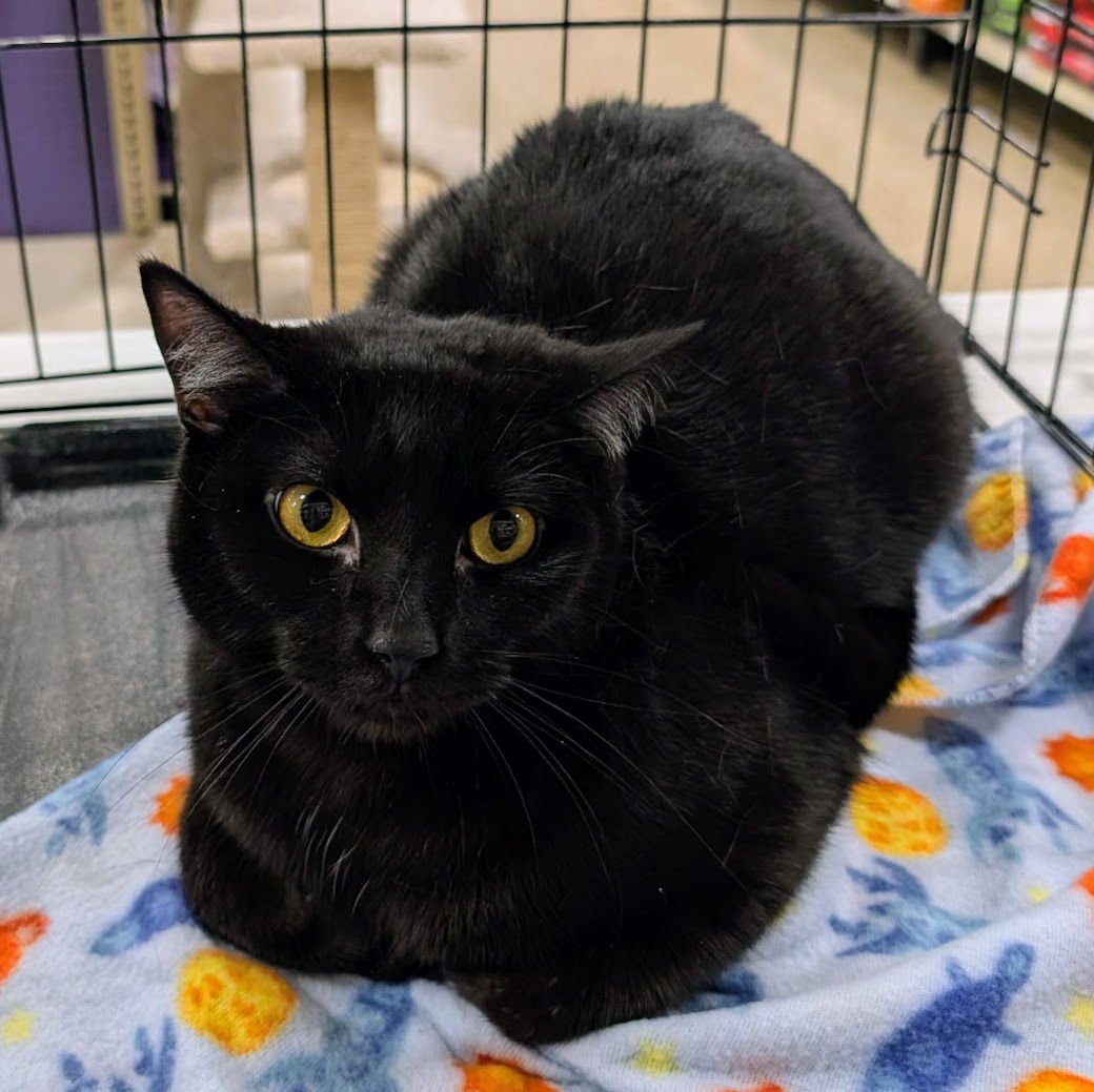 PLUTO - Domestic Short Hair available for adoption