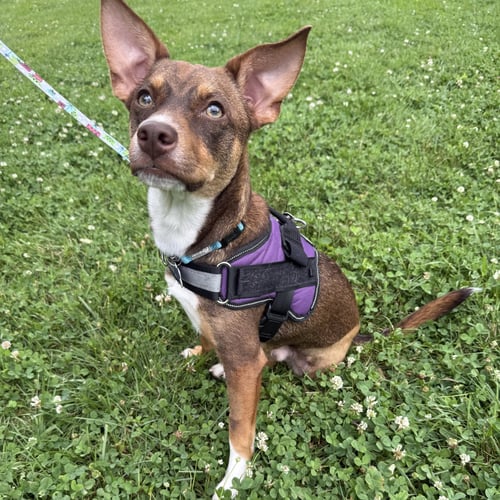PIERCE 2026 - Rat Terrier / Miniature Pinscher available for adoption