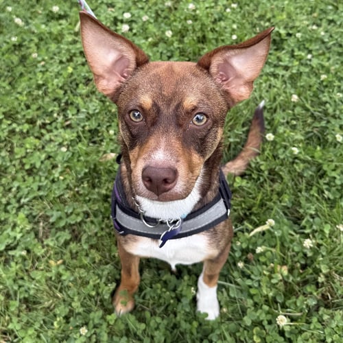 PIERCE 2026 - Rat Terrier / Miniature Pinscher for adoption in Cincinnati