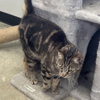 Koda - Photo 3