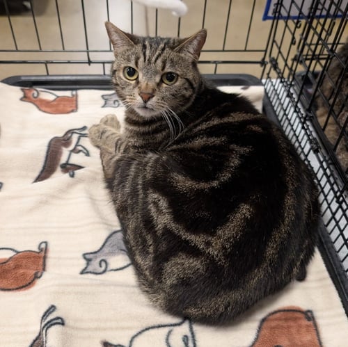 KODA - Tabby / Domestic Short Hair available for adoption