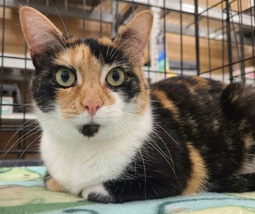 PUMPKIN - Calico / Domestic Short Hair available for adoption