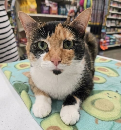 PUMPKIN - Calico / Domestic Short Hair available for adoption