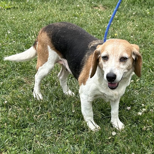 PEACH 2026 - Beagle available for adoption