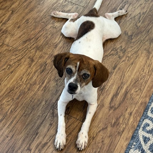 TEXX - Beagle / Dachshund available for adoption
