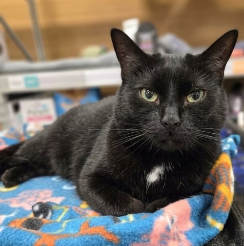 DAHLIA - Domestic Short Hair available for adoption