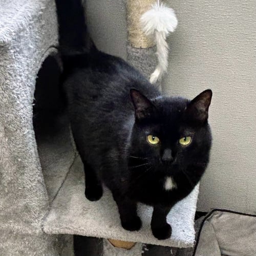 DAHLIA - Domestic Short Hair available for adoption