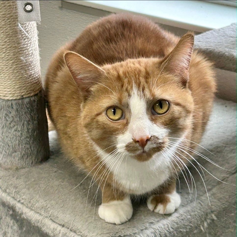 MUSHU - Domestic Short Hair available for adoption