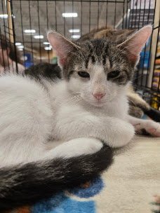 HENRY - Domestic Short Hair available for adoption