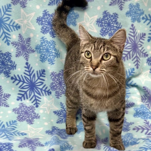 TINSEL - Domestic Short Hair / Tabby available for adoption